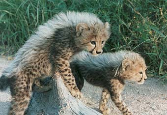 Cheetah on log